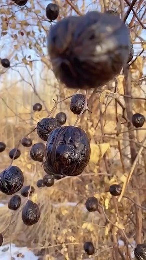 #fruit #fruits #reels | Jacky Zh