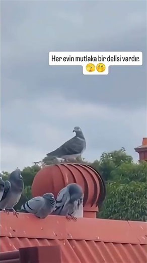 Döndüm Mevlana gibi