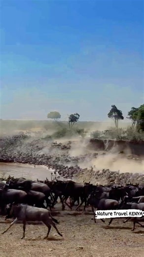 The Great Wildebeest Migration – Africa’s Living Wonder in the Maasai Mara ✨ Every year, something magical happens on the vast golden plains of the Maasai Mara. Millions;yes, millions;of wildebeests rumble across the savannah in one of the greatest wildlife shows on Earth. If you’ve never witnessed it in person, imagine the ground trembling beneath you, dust rising like smoke, and a riverbank trembling with anticipation. It’s not just a migration; it’s nature’s biggest blockbuster! 🎬🦬🌍 The jo