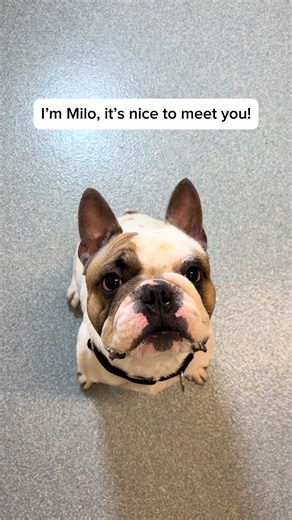 Meet Milo: Sweet and Playful Rescued Frenchie