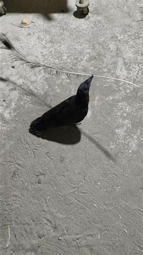 Karma caught up with the crow 🤫 Ворона Мак против кошки Зиты