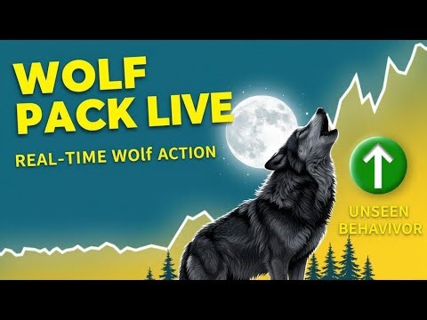 Wolves Live Stream 24/7: Discover the Wild Side