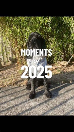 Moments of 2025 #cockerspanielworld #doggielife #pets