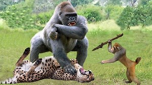 1.7K views · 34 reactions | 25 Brutal Moments Of Birds Devouring Prey In Seconds Animal attacks.mp4 | Wild life Animals | Facebook