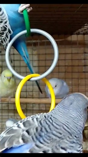 Parakeet Fun: Playing with Rings