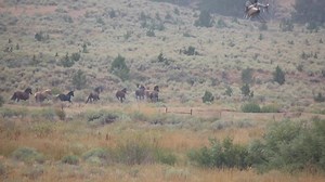 367K views · 21K reactions | God, we love mustangs. Oregon is home...