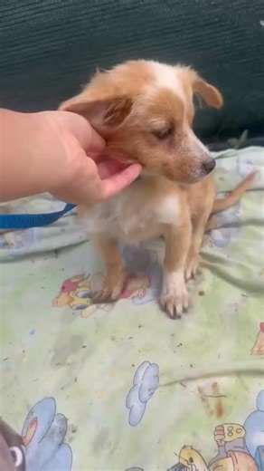 ❤️ Gorgeous HARMONY is looking for her Foster or Furever home 🏡 Harmony is a shy, quiet, nervous girl at the minute, as you can see from her video. She is scared of her own shadow and needs a loving gentle, caring home where she can grow in confidence and learn to enjoy life. She had a rough start to life and was recently rescued from the streets with her mum (Connie) and 2 sisters (Aria and Blondie). She will be ready to travel to her home in November. If Harmony has stolen your heart as she h