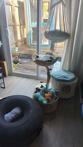 Toe Bean Tuesday with my resilient cow kitty tripod, Buko! 🐄💪 He’s proudly showing off his adorable little beans 😻✨ #ToeBeanTuesday #TripodCat #CowKitty #CatBeans #RescueCat #katiecats #CatLove #PawsAndClaws #CuteCats #MeowMondayButTuesday #CatMomLife #FluffyBeans #mycatbuko #tripodcat 😽🐾💕 | Katie Cats Sims