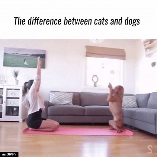 987K views · 2.5K reactions | There's a reason there's no UPWARD cat...