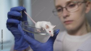 A white mouse with red eyes and a pink bald tail sits in a petri dish in the hands of a female laboratory assistant. A scientist with glasses looks at her behavior after vaccination. Close-up, slow