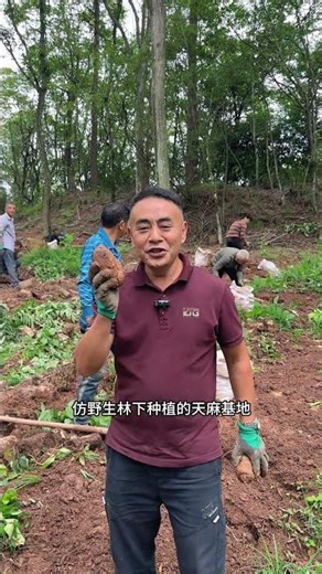 仿野生林下种植的天麻，来自宣汉县月亮坪五马林场！#家乡特产 #仿野生种植天麻 #家乡好货 #宣汉老油条