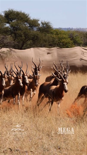 Blesbuck coming in fast! 🎥 - @philipgilbertmedia_ #megaspringbuck #goldfieldsgamecapture #megaspringbuckexperience #netgun #springbuck #Game #wildlife #gamecapture #southafrica #conservation #masscapture | Goldfields Game Capture