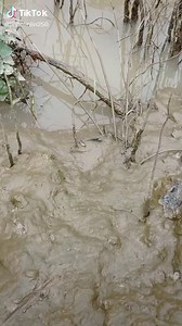 Blue Frogs in Muddy Wetland Exploration