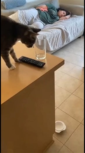 Employedcats on Instagram: "🥤 Sunday morning: Cat drops REMOTE, owner sleeps. Cat knocks GLASS - MISSION ACCOMPLISHED! 🐱😱 Worth it? 👇 #SundayChaos #CatWakeUp #SneakyAnimals #PetTactics #FunnySundays"