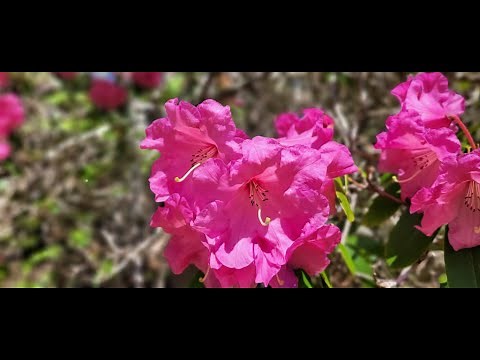 Rhododendron Pests & Diseases