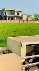 132K views · 8.6K reactions | Murrah jhoti #buffalo #murrahbull #dairyfarmingnz #dairyfarming #murrahfarm #farmhouseliving #farmhouse #desi #kisan #kisanektazindabaad | Mahiya Dairy Farm | Facebook