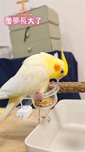 蕾夢長大了...開始學會「那個」動作了😳五歲多的蕾夢的第一次😳😳😳~~~#玄鳳 #cockatiel #萌寵 #蕾夢 #オカメインコ