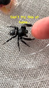 57K views · 2K reactions | I really hope this helps… #jumpingspider #petspider #nature | Spider Facts | Facebook
