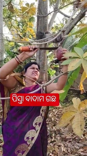 pista badam tree 😄