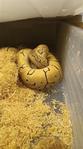 🔥 Lemonblast OD Feeding Session | Strong Feeding Response