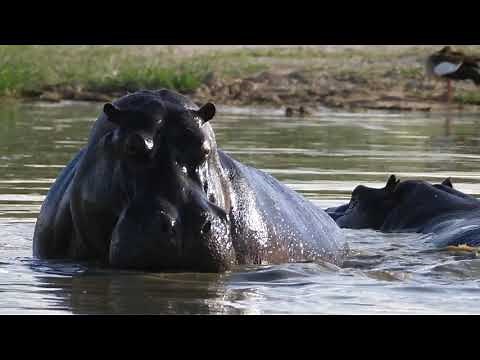 Hippos | Nature Calls