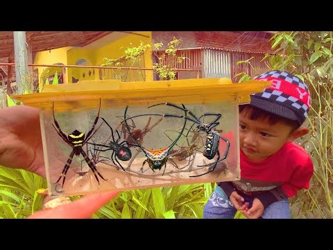 Hunting Top Unique Spider 🕷️🕸️ in Around Us !! Catch Giant Golden Spider & Wild Insects with My Kids