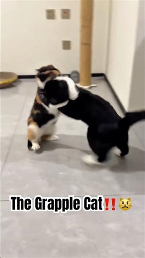 The Grapple Cat‼️😾 #cat #shorts #youtubeshorts