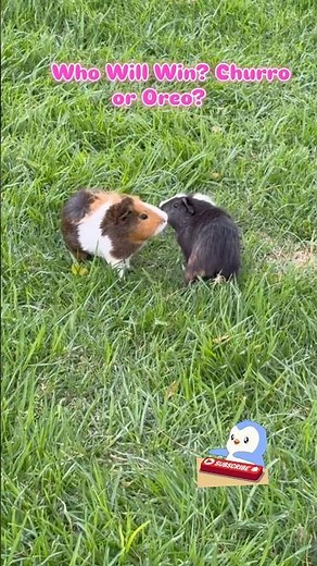 Cutest Guinea Pig Battle You’ll See Today! #cute #youtubeshorts