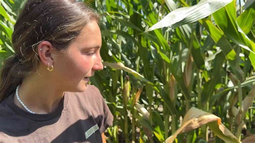 CRASH In The Middle Of A Corn Field