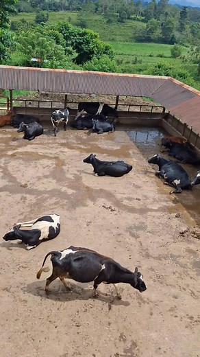 Cow signal concept #ustpdairy #ustpdairystc #dairycows #cattlefarming #farmanimals #ranchlife #cowboyway Ruben Subacos Adaya Glenn Regor Sinadjan Tommy Eduave Marvin Llemit USTP Claveria - Dairy Course USTP Dugong Aggies | McTurs Garcia Turan