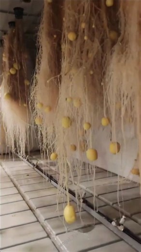 Jungal Tour on Instagram: "How to grow potatoes without soil using hydroponic technology #hydroponics #farming #potato"