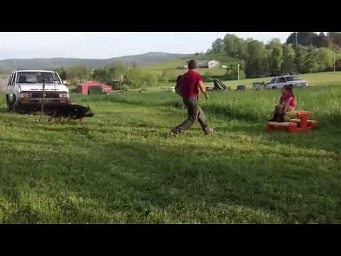 GERMAN SHEPHERD STOP 2 KIDNAPPERS WHO TRY TO KIDNAP A LITTLE GIRL