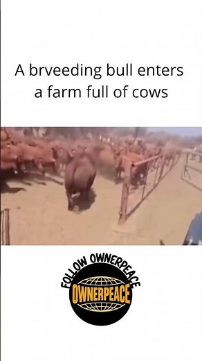What Happens When a Bull Meets a Herd of Cows?