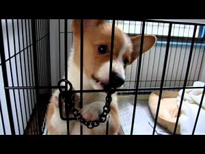 子犬コーギー 甘え鳴き