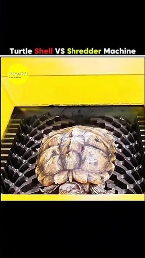 Turtle Shell VS Shredder Machine 😱 l #ytshorts #facts #shorts