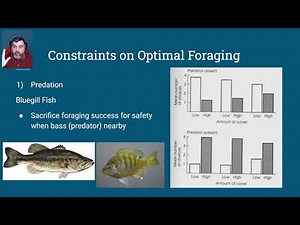 4.01e [Optimal Foraging Theory - Constraints] (Animal Behavior)