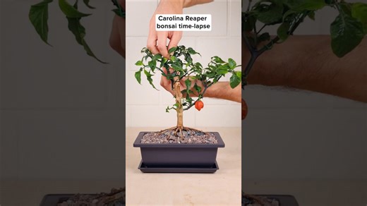 From seed to fiery bonsai - time-lapse magic
