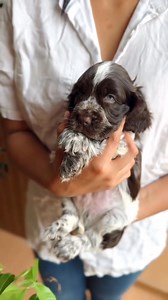 Baby Cocker Moca 🐻🤎 #cockerspaniel #cockerspanielworld #cockerspanielcuties #cockerspanielpuppy #SpanielLove #cockerspaniellove | David’s Cocker Spaniel Home