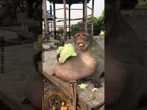 The Funniest Monkeys 🐒😂 | Crazy, Smart & Hilarious Monkey Moments!