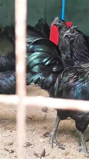 Black Chicken Facts | Kali Murgi Farming Secrets Explained