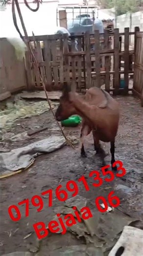 #algerie #chevre #alpine #animals