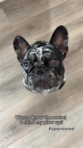 Supporting your furry bestie's glow from the inside out just got easier with Zesty Paws Wild Alaskan Omega-3 Blend. 🐾✨ Simply add a few pumps to their food for a delicious boost of Omega-3 fatty acids from Wild-Caught Alaskan Pollock & Salmon—supporting healthy skin and a shiny coat. | Zesty Paws