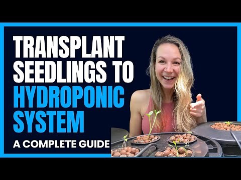 Transplant Seedlings Into Hydroponic System: The Complete Guide