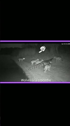 Wolves v/s Crocodile😱#shorts #wolves #animals #crocodile