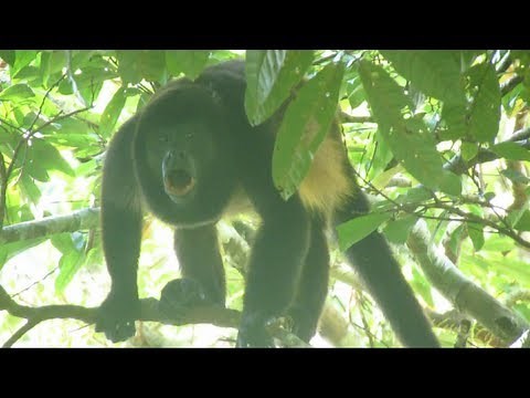 Howler Monkeys in Costa Rica