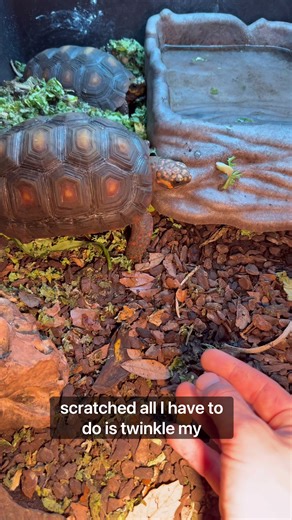 Tortoise back scratches! #fyp #tortoise #animal #pet #exoticpet | Tortoise Pet