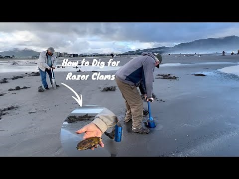 How To Dig for Huge Razor Clams | Seaside, Oregon