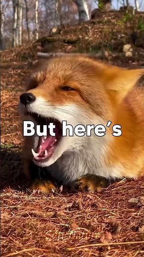 Why Foxes Laugh 🦊 The Truth About the “Laughing” Fox
