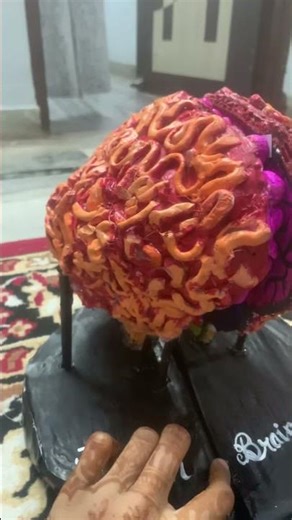 Human brain 🧠 model #humanbrain #brainanatomy #charulata #craft #project