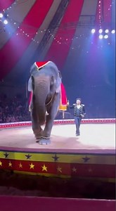 Elephant CHAOS in the Circus Arena! 😱
